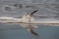 z-diaporama virginie-r mouette-tl - copie_tn 